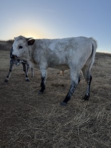 SPR Olympia King's Shot