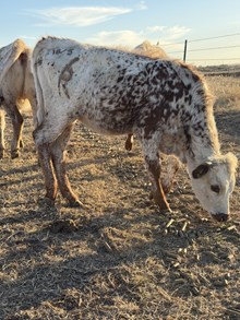 SPR Congaree's Southern Shooter