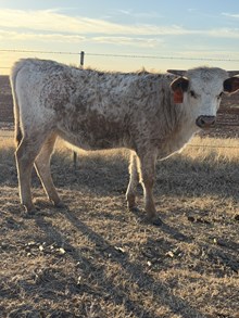 SPR Sequoia’s Sticky Shot