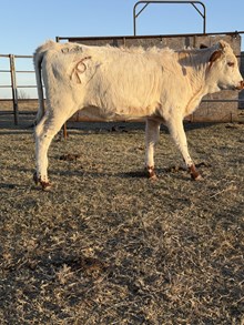 SPR Cascade's Magic Dale